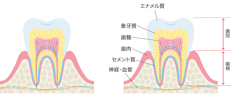 歯の仕組みについて